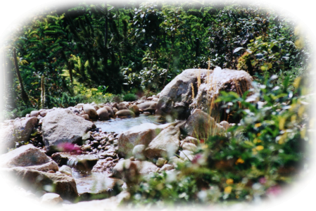 Wasserspiel das die Natur wiederspiegelt